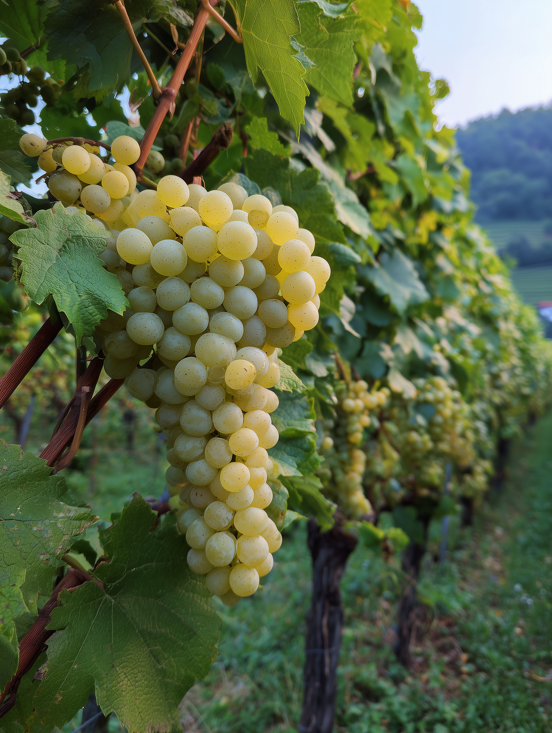 Weinreben Nahaufnahme